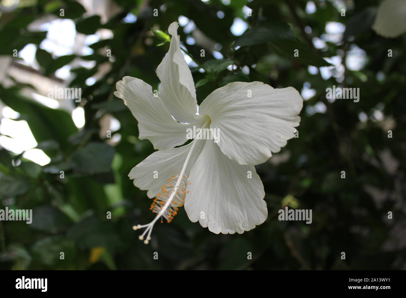 White hibiscus flower in full bloom, rose mallow, hardy hibiscus, rose of sharon, and tropical hibiscus, malvaceae. Stock Photo