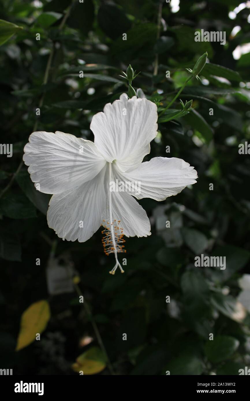 White hibiscus flower in full bloom, rose mallow, hardy hibiscus, rose of sharon, and tropical hibiscus, malvaceae. Stock Photo