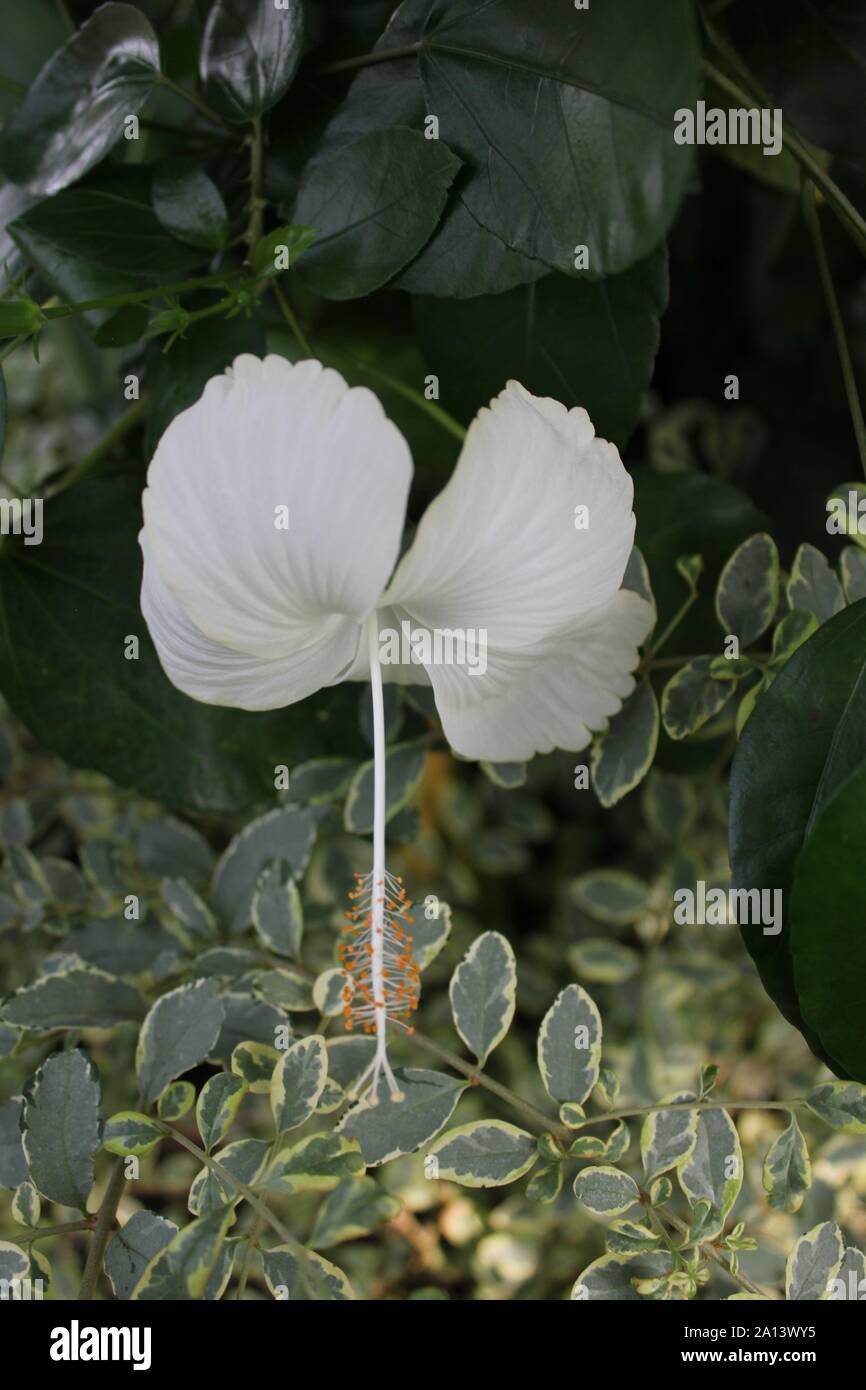White hibiscus flower in full bloom, rose mallow, hardy hibiscus, rose of sharon, and tropical hibiscus, malvaceae. Stock Photo