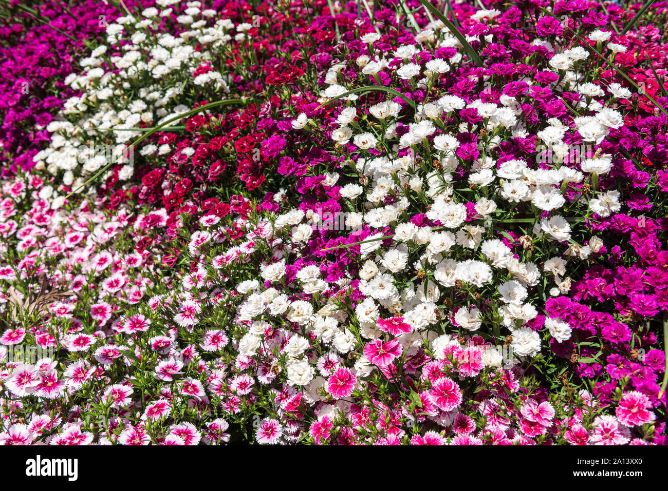Clusters of purple, pink and white dianthus barbatus flowers Stock Photo