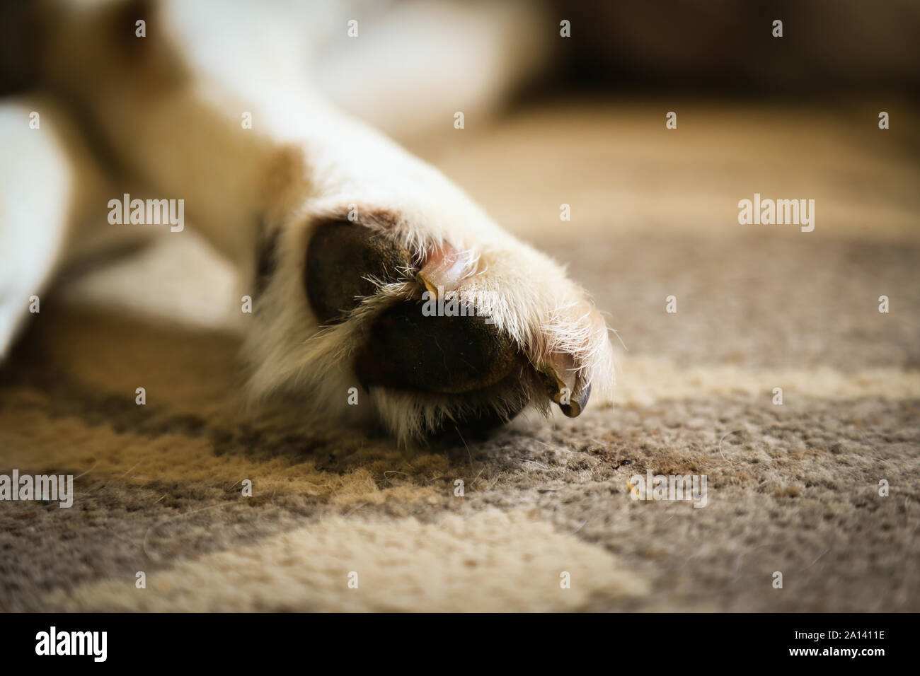 Labrador pads, claw and paws sleeping labrador dog Stock Photo Alamy
