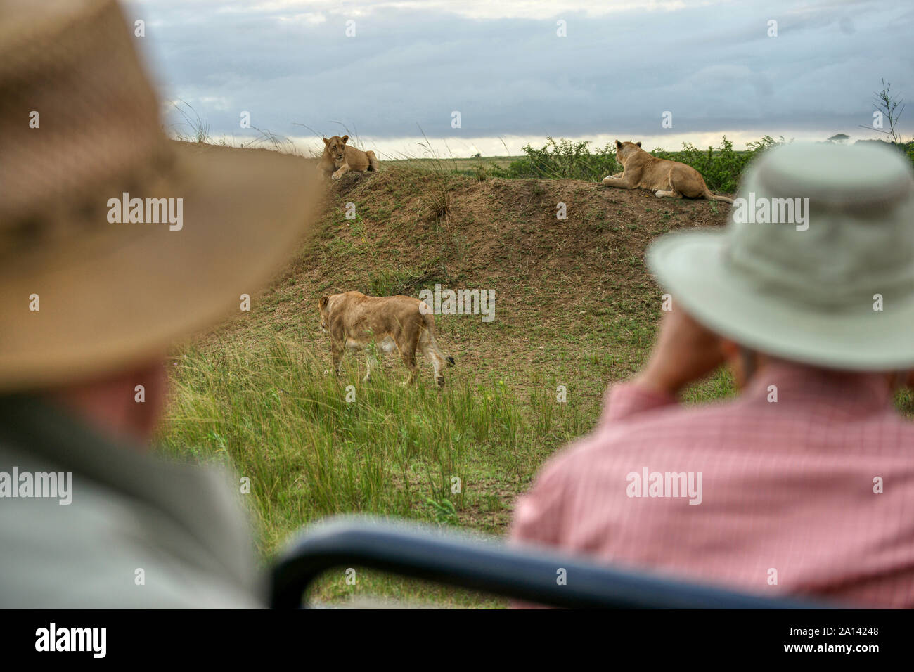 Tourists in a safari vehicle viewing lions. Phinda Game Reserve, South Africa Stock Photo