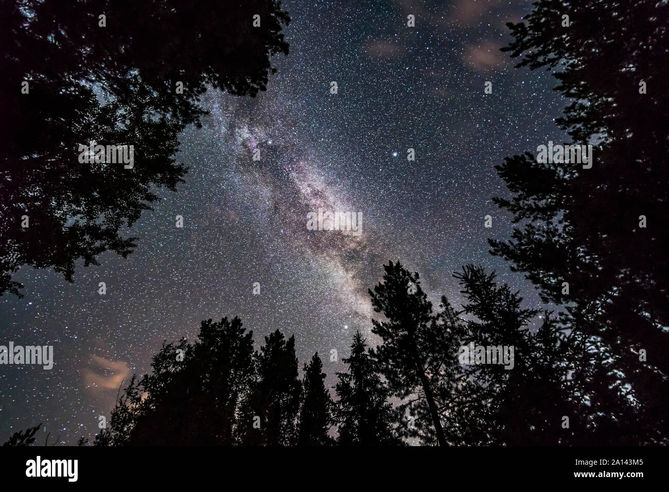 The summer Milky Way looking up through trees in Banff National Park, Canada. Stock Photo