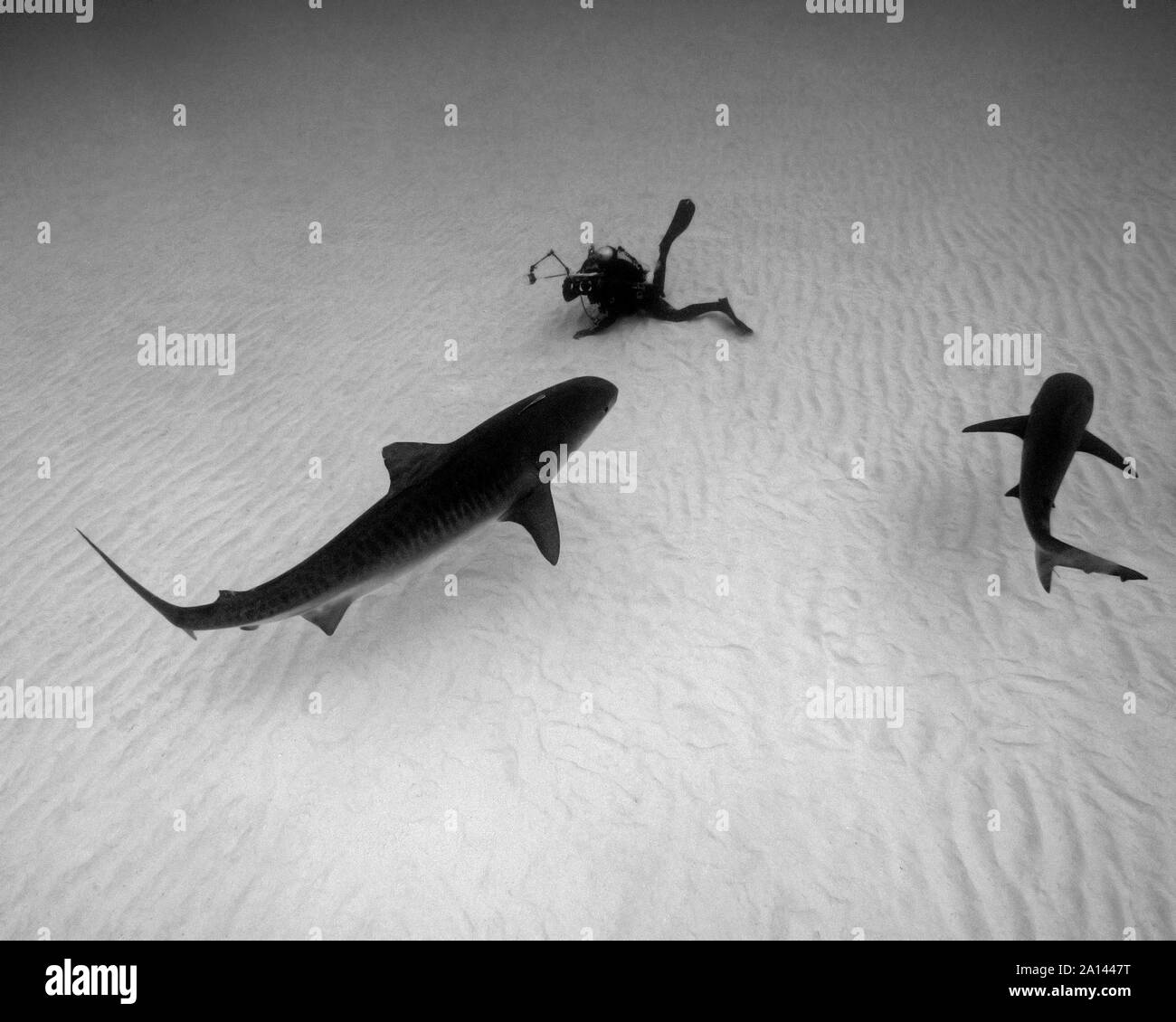 Diver photographs a tiger shark on rippled sand, Tiger Beach, Bahamas