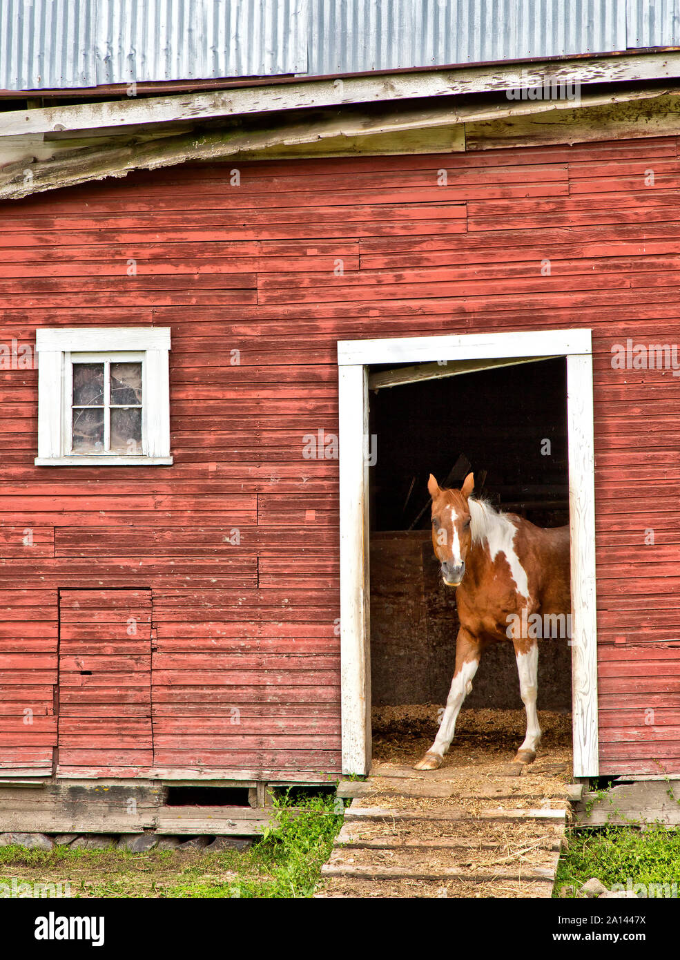 Curious 'Pinto' horse looking out of stall door  'Equus caballus'. Stock Photo