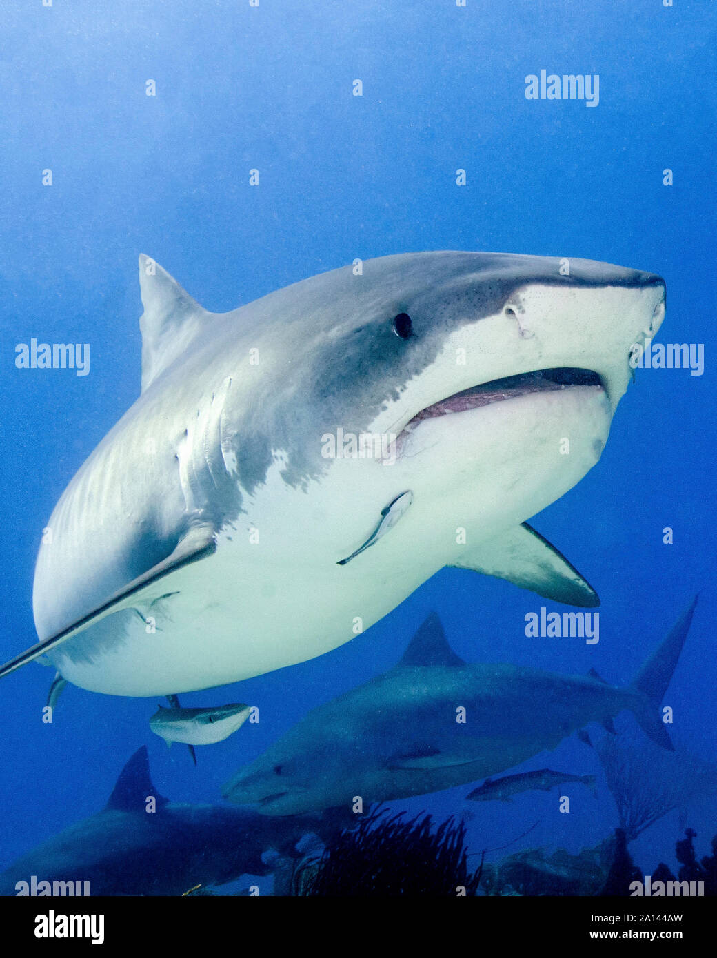 Front view of a tiger shark, Tiger Beach, Bahamas Stock Photo - Alamy