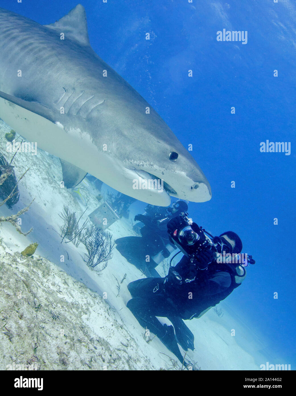 Diver Photographing A Tiger Shark Tiger Beach Bahamas Stock Photo Alamy