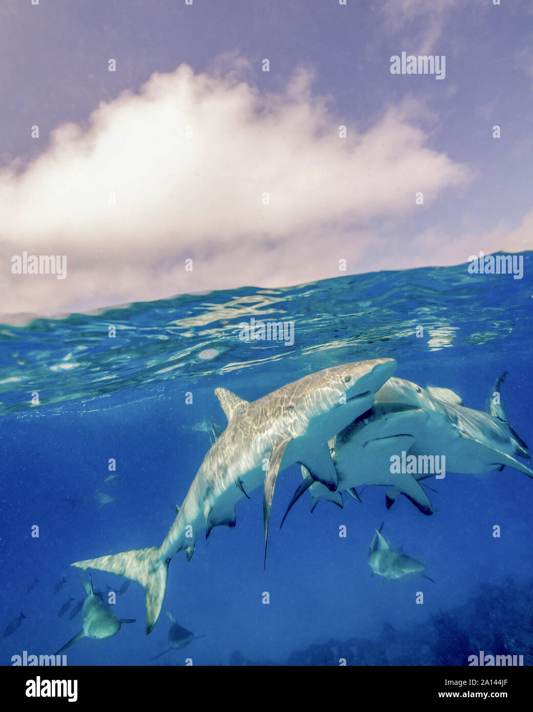 Split level view of three reef sharks, Tiger Beach, Bahamas. Stock Photo