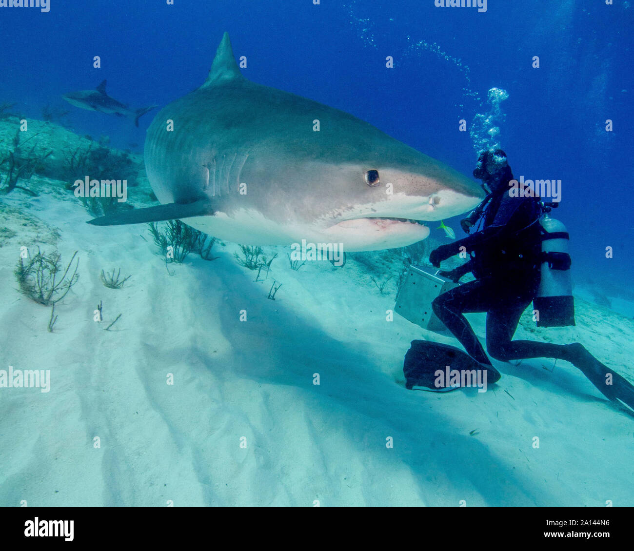 Diver and tiger shark, Tiger Beach, Bahamas Stock Photo Alamy