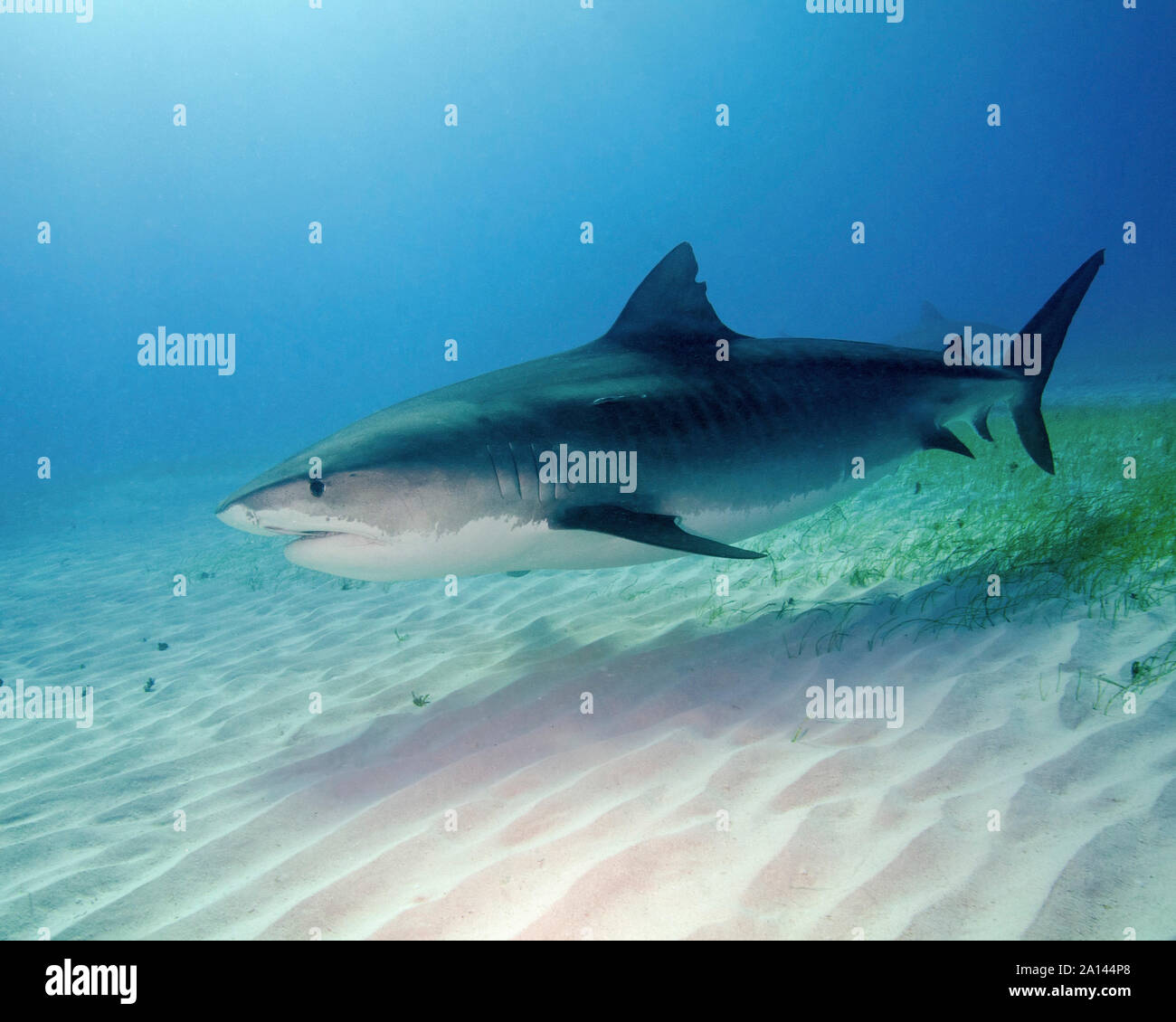 Tiger shark swimming over sandy bottom of Tiger Beach, Bahamas Stock ...