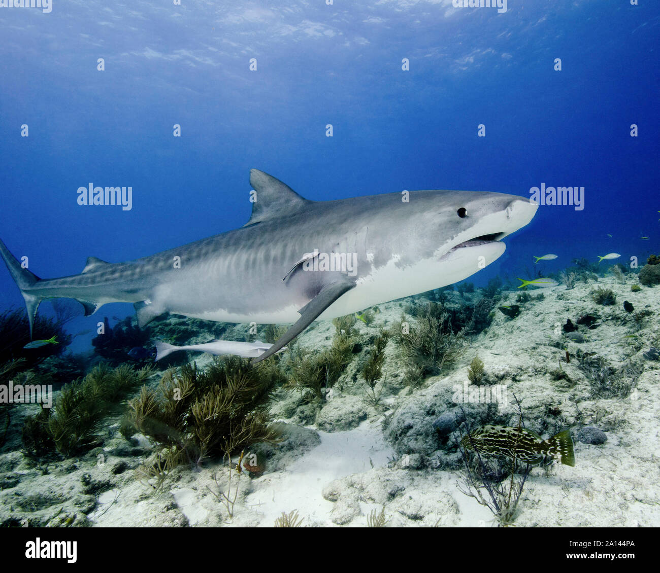 Tiger shark swimming over reef, Tiger Beach, Bahamas Stock Photo - Alamy
