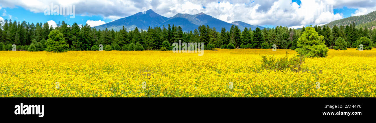 Panoramic image of a field of Mexican sunflowers in Flagstaff, Arizona. Fort Valley flower field, covered in wildflowers with San Francisco Peaks in t Stock Photo