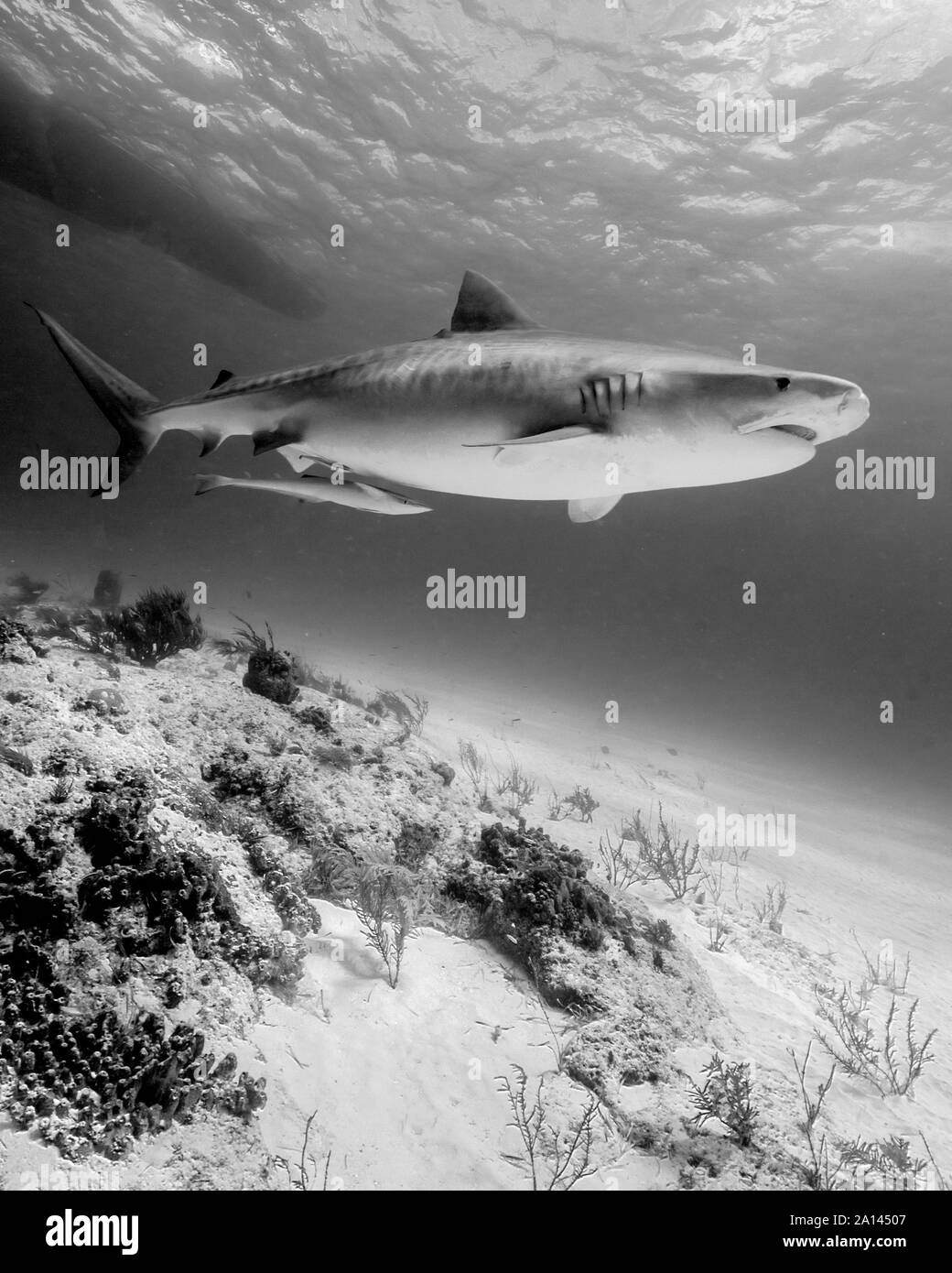 Tiger shark swimming over reef, Tiger Beach, Bahamas Stock Photo - Alamy