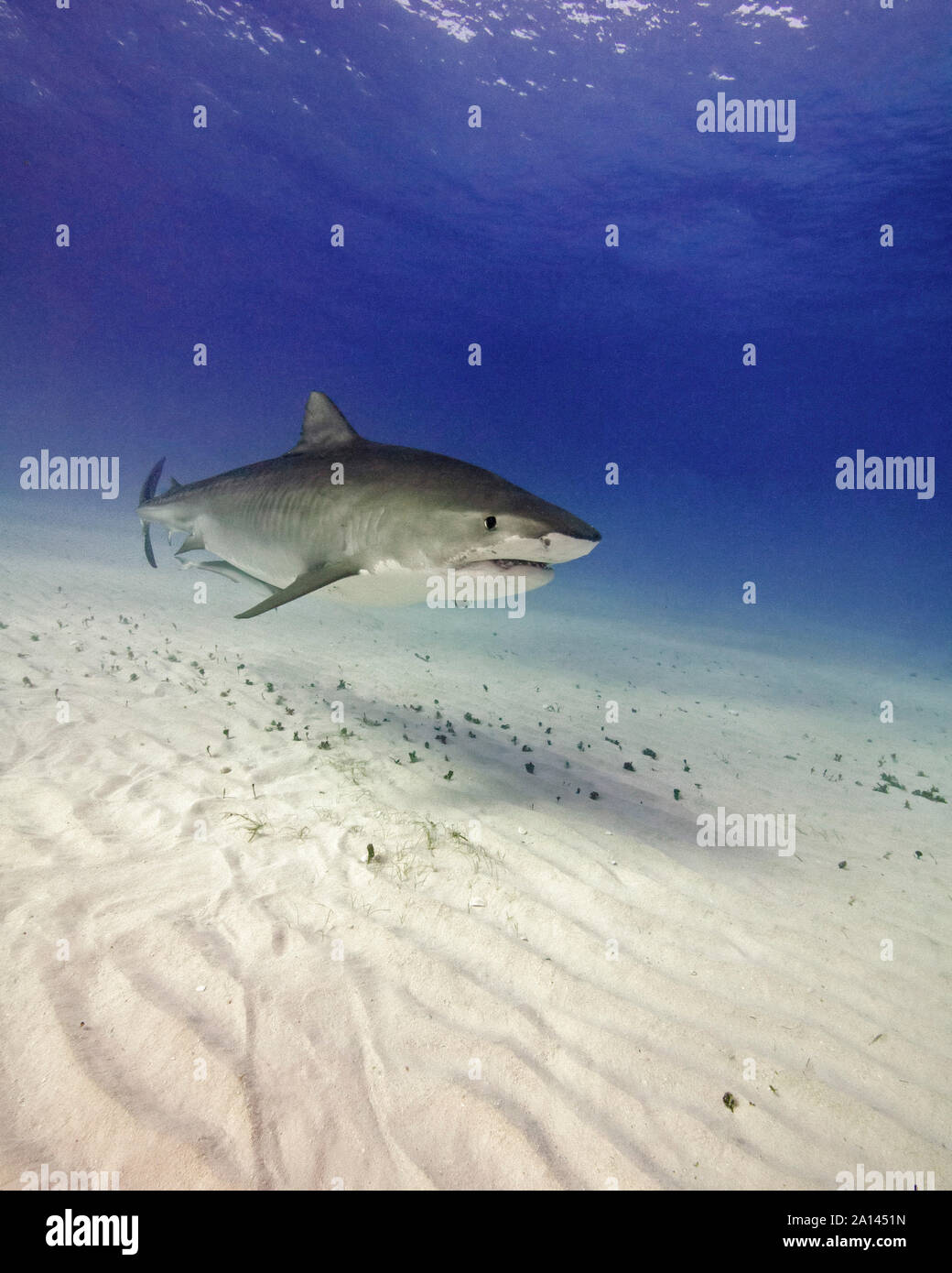 Tiger shark swimming over rippled sand, Tiger Beach, Bahamas Stock ...