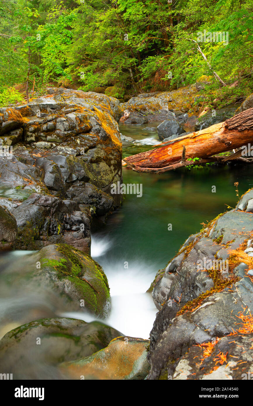 Brice Creek along Brice Creek Trail, Umpqua National Forest, Oregon Stock Photo