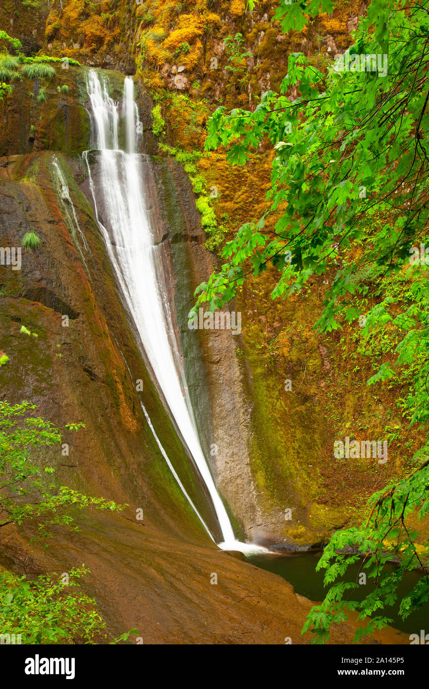 Wolf Creek Falls along Wolf Creek Falls Trail, Roseburg District Bureau