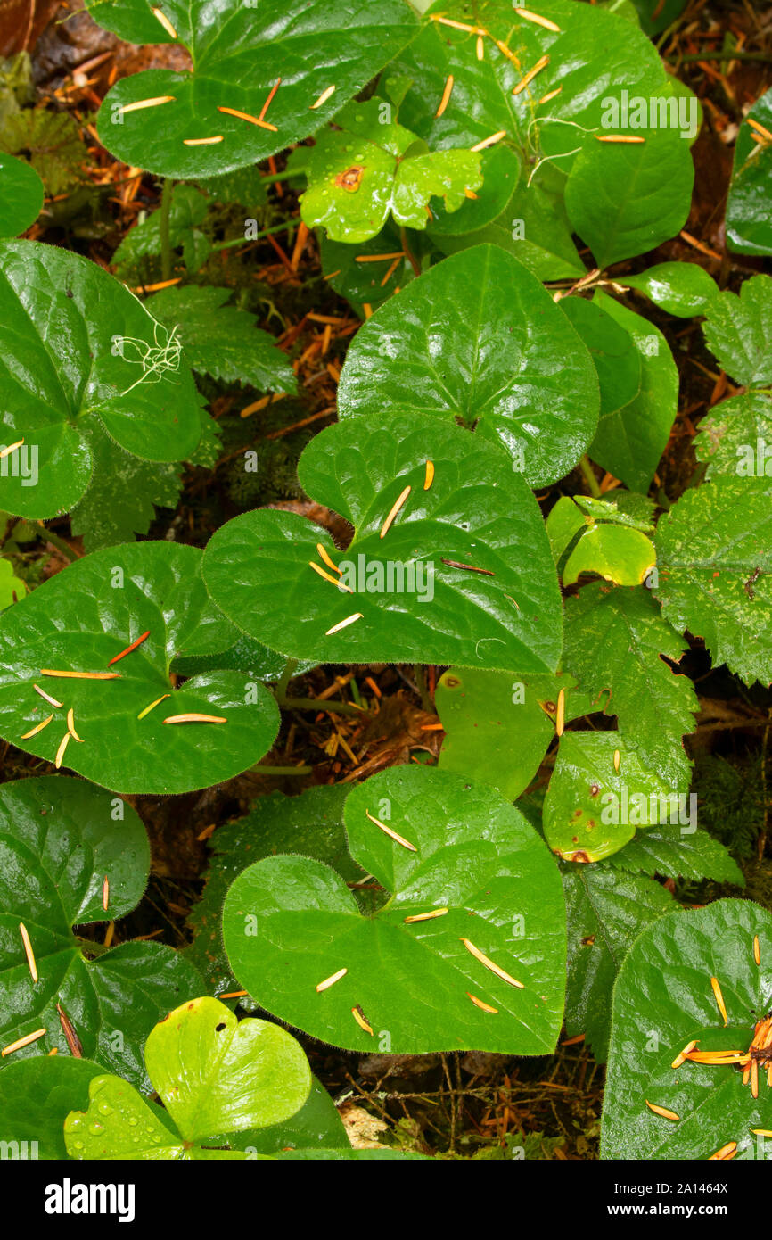 Wild ginger along North Umpqua National Recreation Trail, Roseburg District Bureau of Land Management, North Umpqua Wild and Scenic River, Rogue-Umpqu Stock Photo