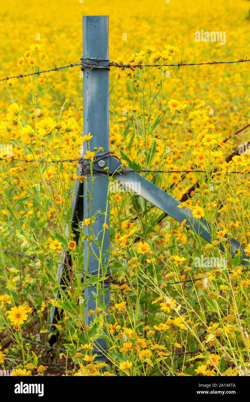 A fence post in a field of Mexican sunflowers is surrounded by the wildflowers in Flagstaff, Arizona. Wildflowers surrounding a barb wire fence. Natur Stock Photo