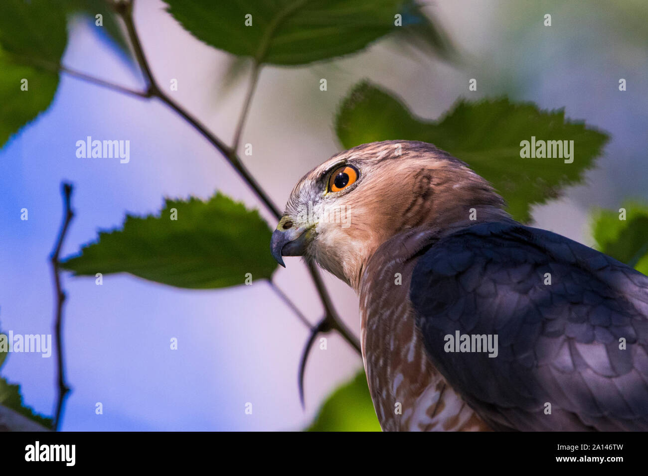 Cooper's hawk (Accipiter cooperii) portrait Stock Photo