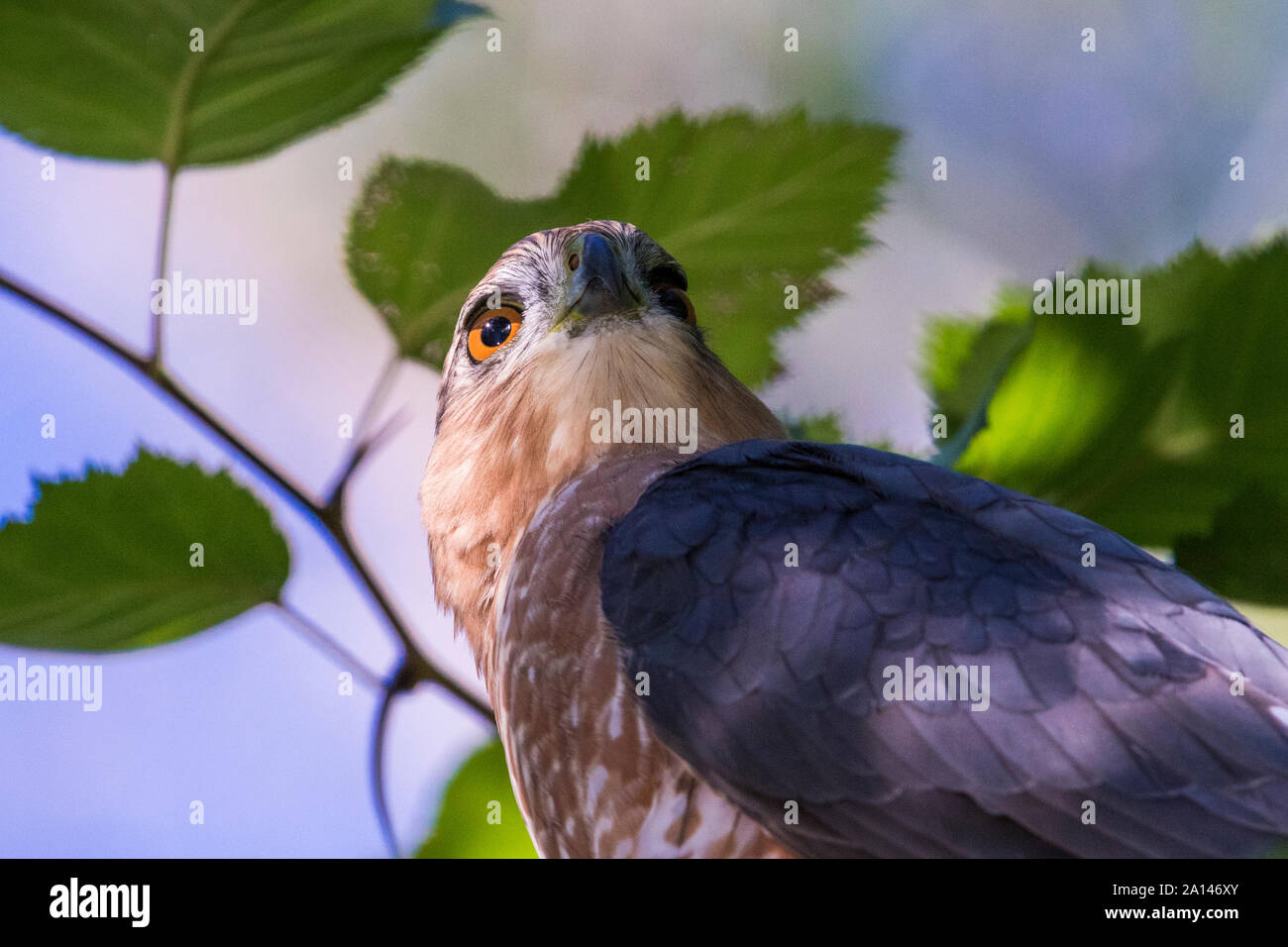 Cooper's hawk (Accipiter cooperii) portrait Stock Photo