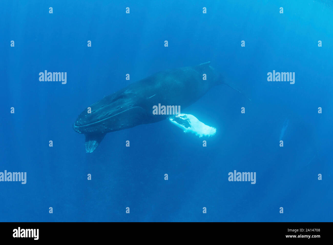 Mother And Calf Humpback Whales Swim In The Blue Waters Of The