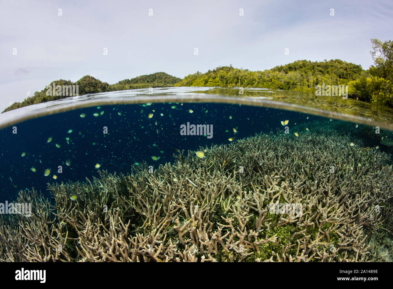 Small fish swim above fragile corals in a remote part of Raja Ampat, Indonesia. Stock Photo