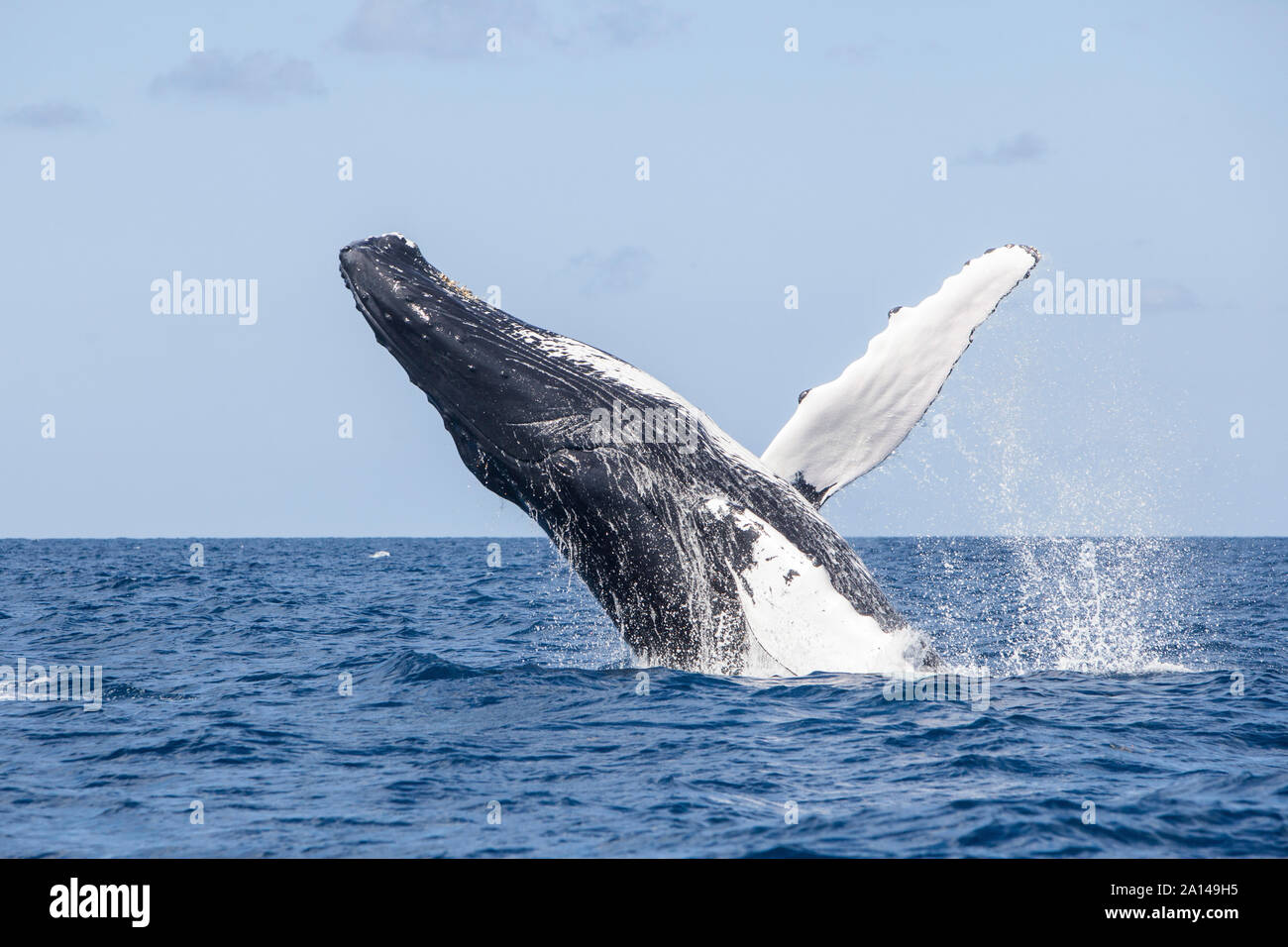 A humpback whale breaches out of the blue waters of the Caribbean Sea ...