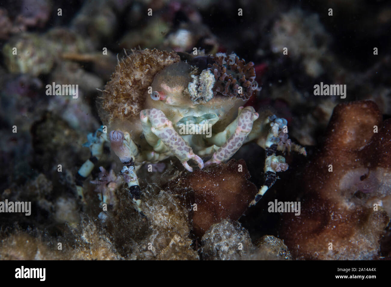 A decorator crab crawls over a reef at night in Komodo National Park, Indonesia. Stock Photo