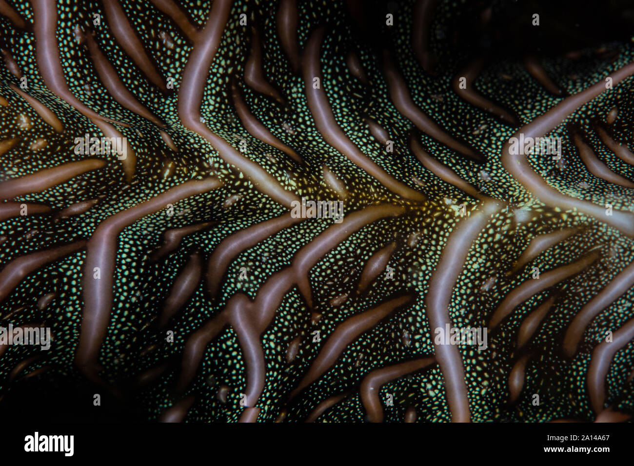 Extrem close-up of the animal markings on a Persian carpet flatworm. Stock Photo
