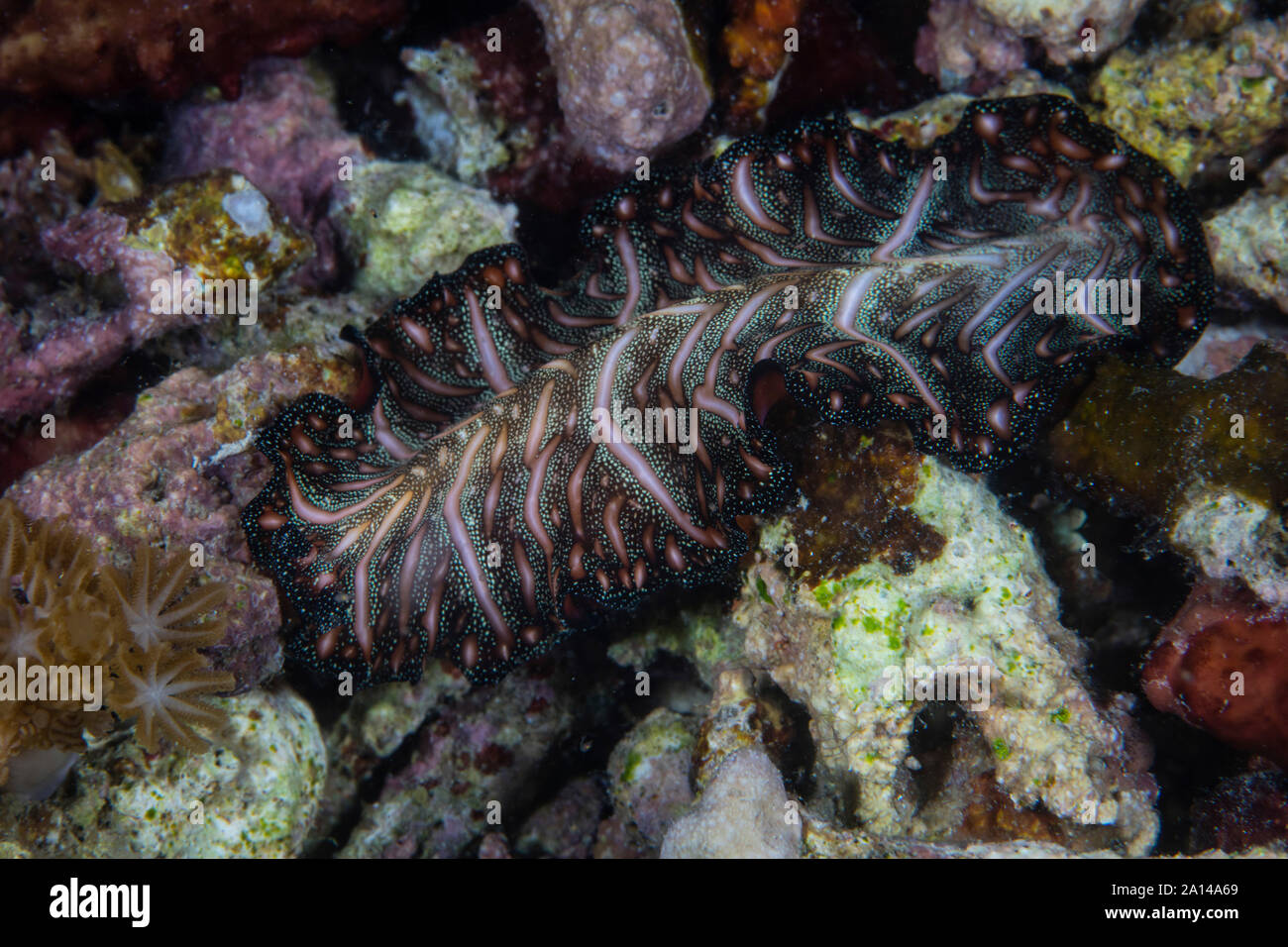 A Persian carpet flatworm swims over a reef at night in Komodo National Park, Indonesia. Stock Photo