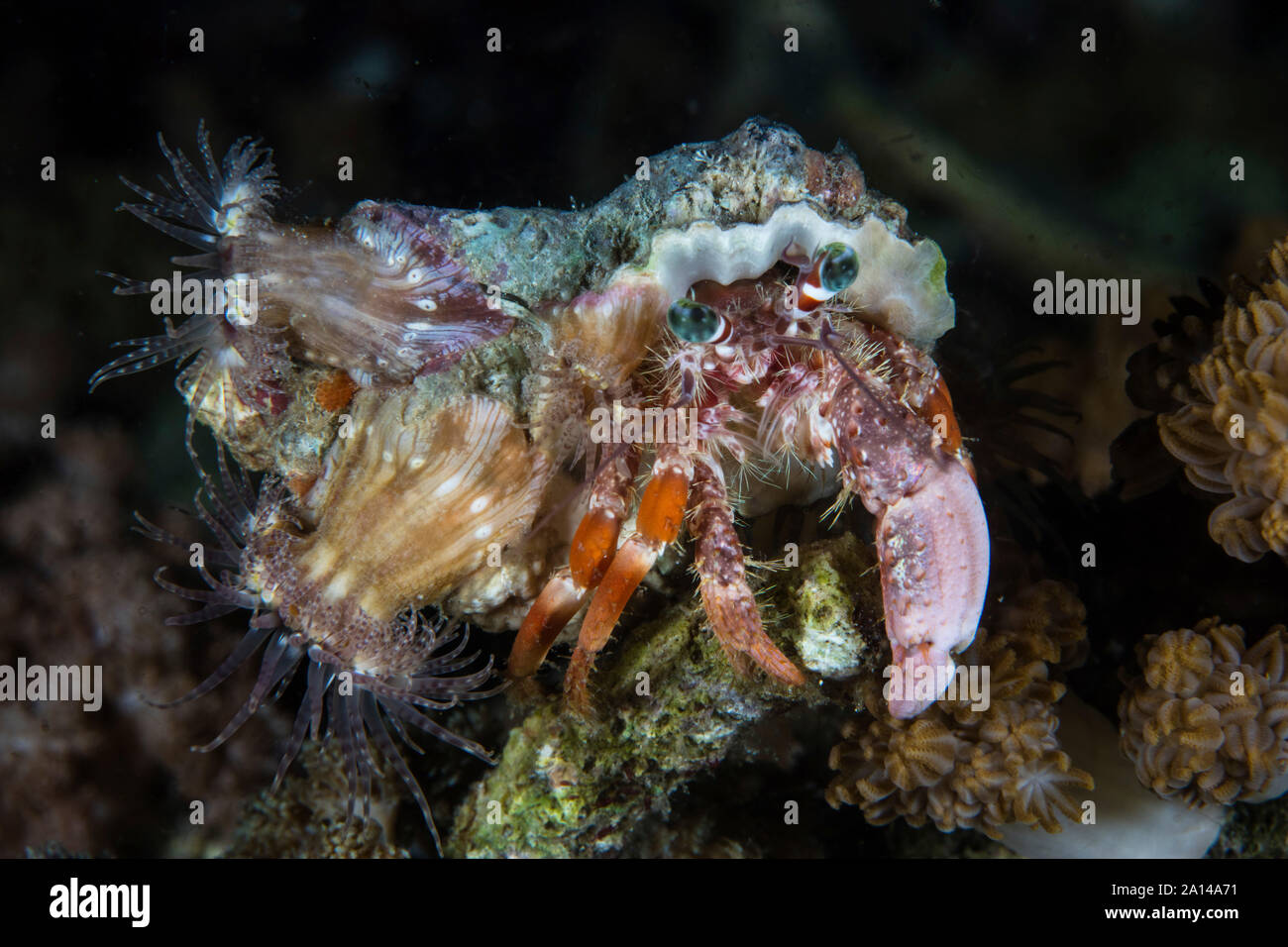 Symbiotic anemones cover the shell of a hermit crab. Stock Photo