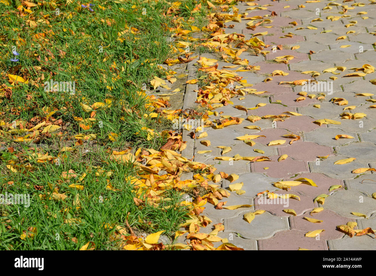 The leaves are yellow on the ground. Autumn leaf fall Stock Photo - Alamy