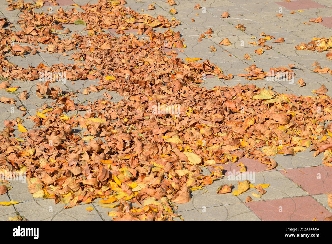 The leaves are yellow on the ground. Autumn leaf fall Stock Photo - Alamy