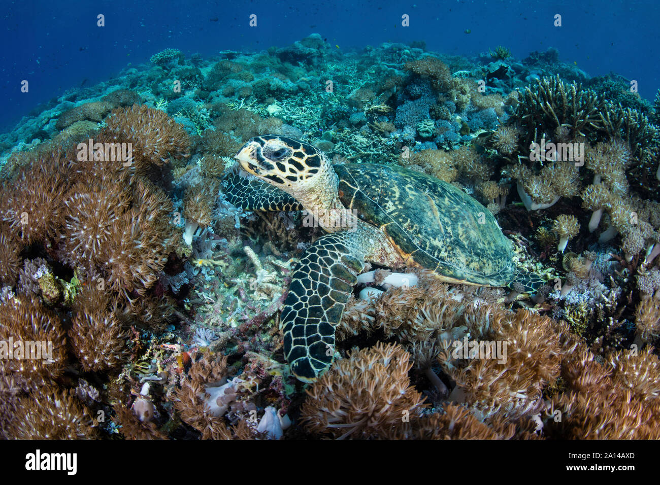 A hawksbill sea turtle lays on a reef in Komodo National Park