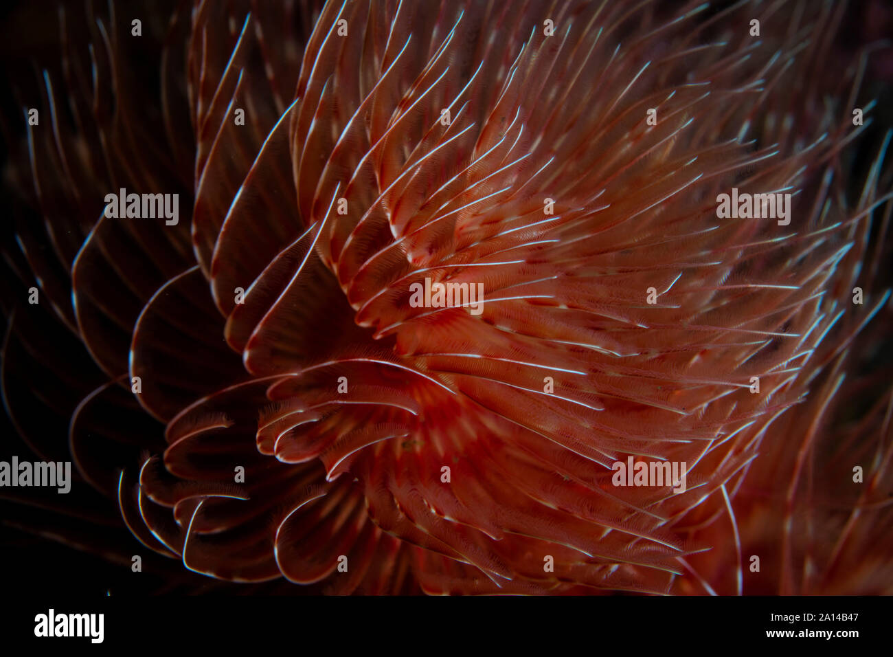 A beautiful feather duster worm spreads its feeding tentacles Stock