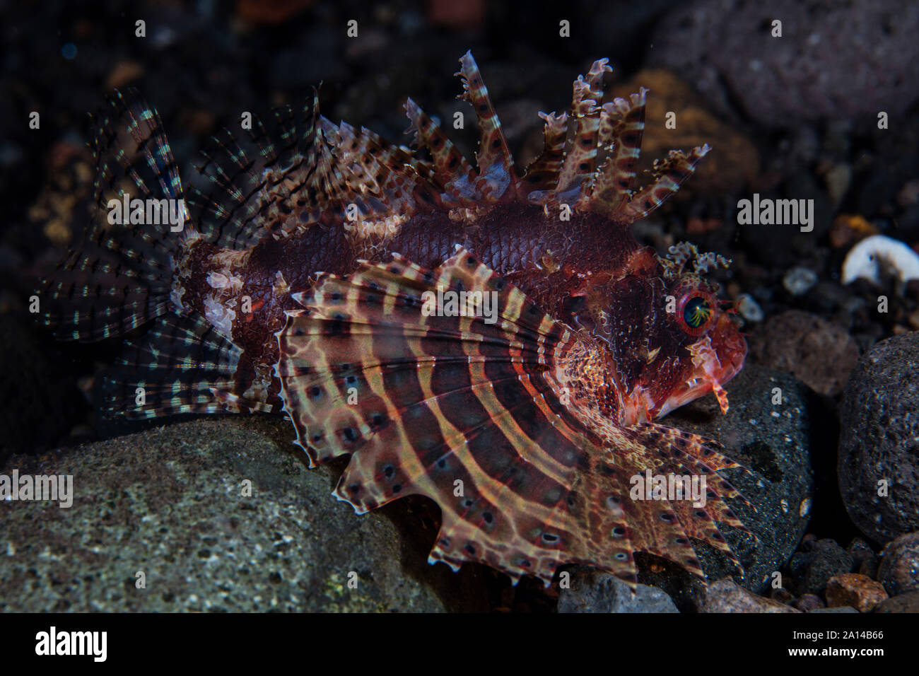 A shortfin lionfish hunting for prey. Stock Photo