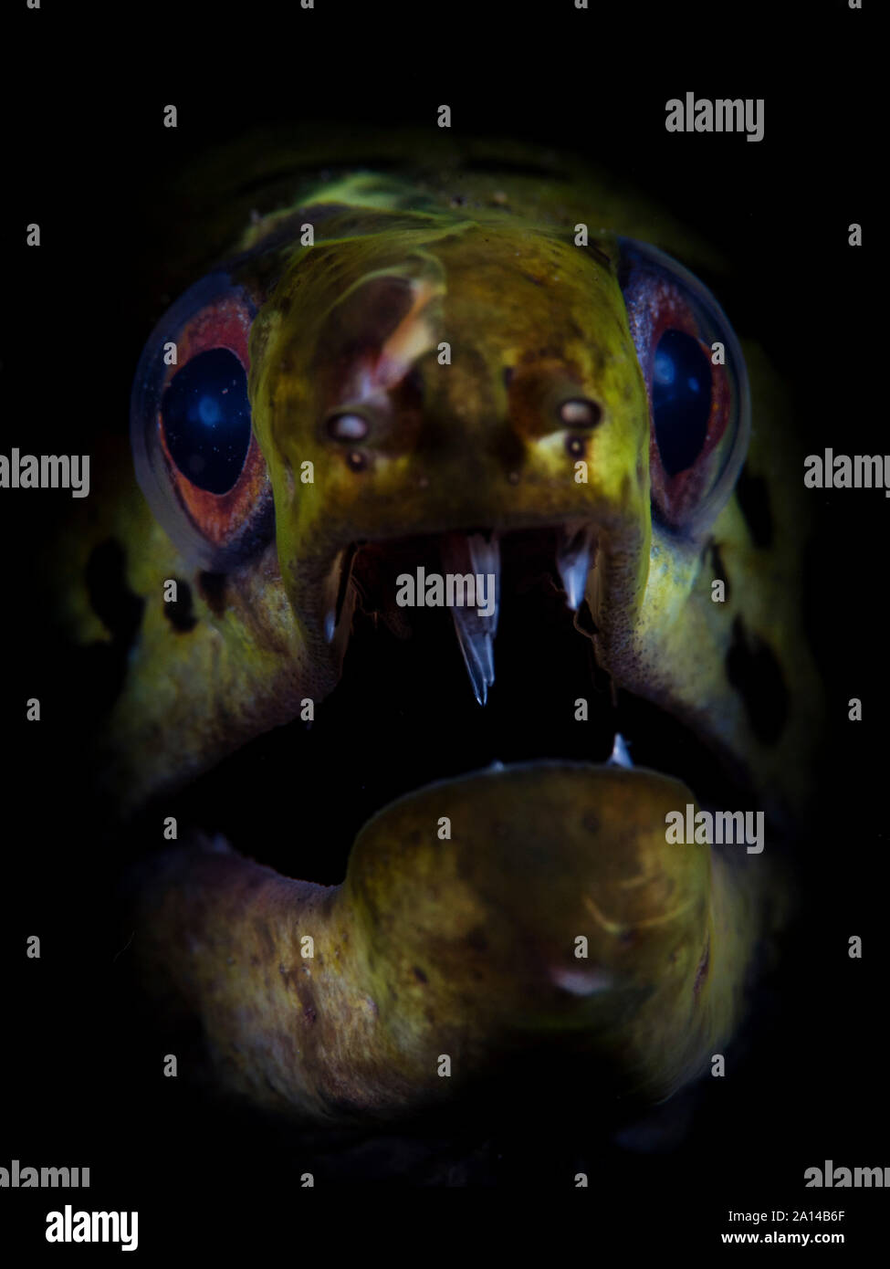 A fimbriated moray eel opens its jaws. Stock Photo