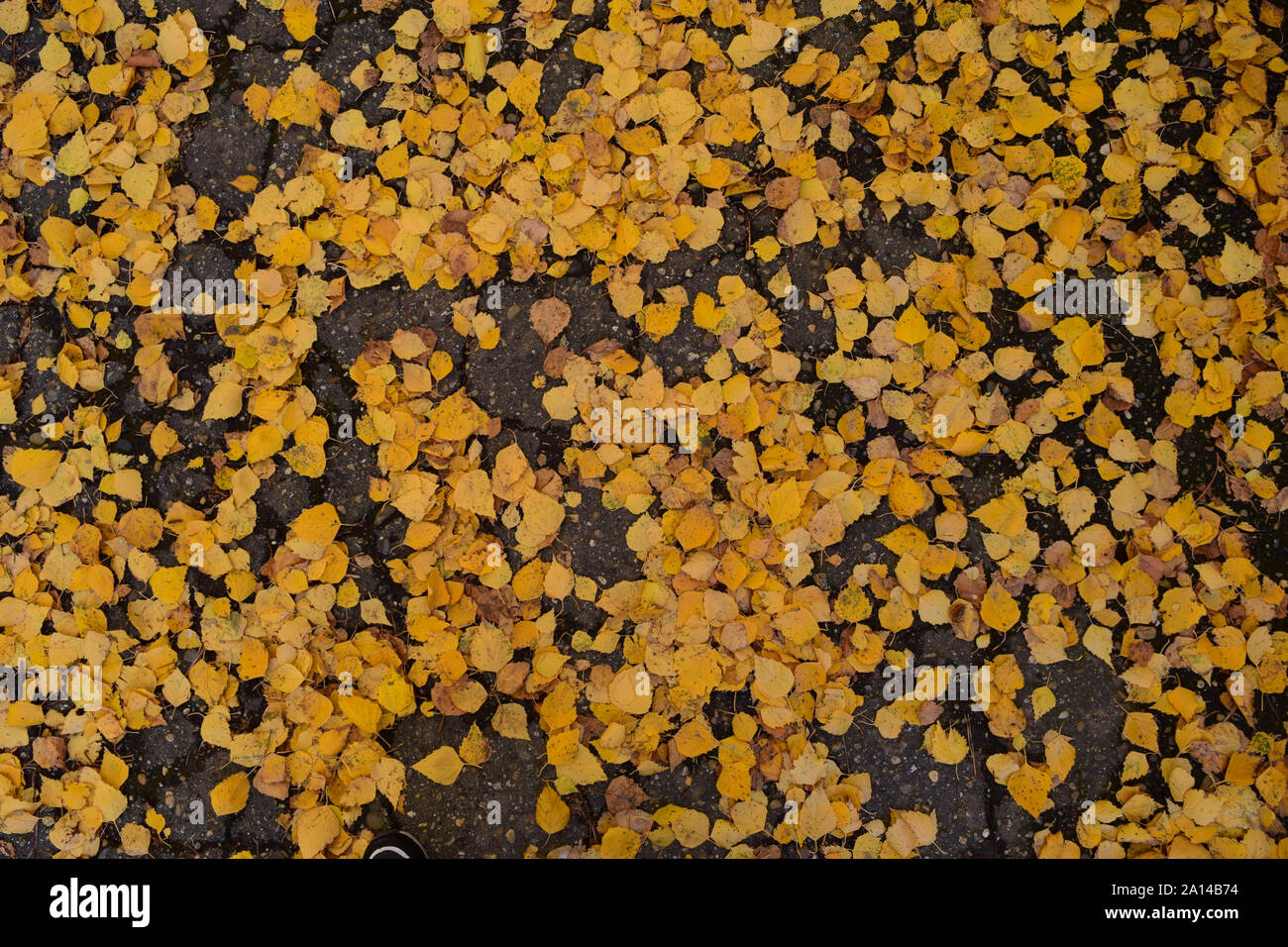 The leaves are yellow on the ground. Autumn leaf fall Stock Photo - Alamy
