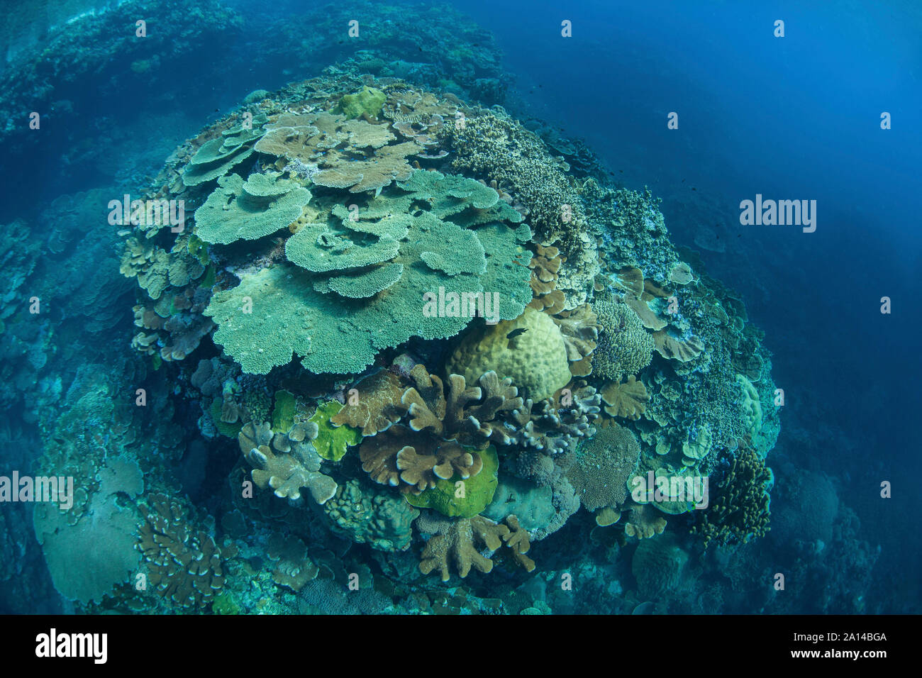 Healthy corals grow on a shallow reef in the Solomon Islands Stock ...
