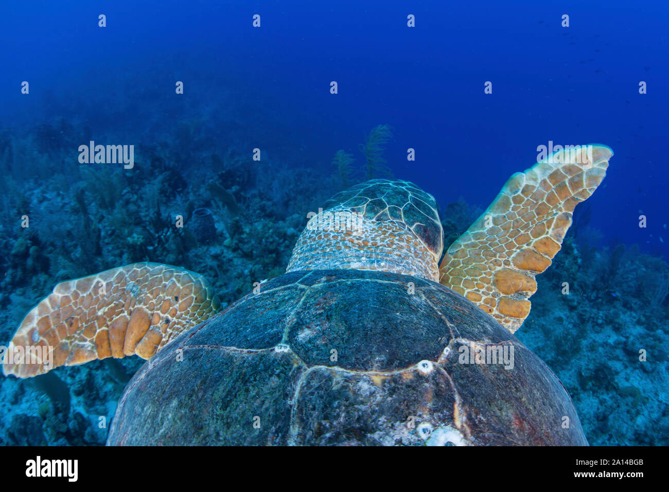 A loggerhead sea turtle swimming in Turneffe Atoll, Belize. Stock Photo