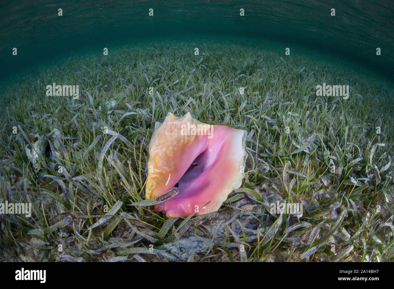 A queen conch lies on a shallow sand seafloor in the Caribbean Sea. Stock Photo