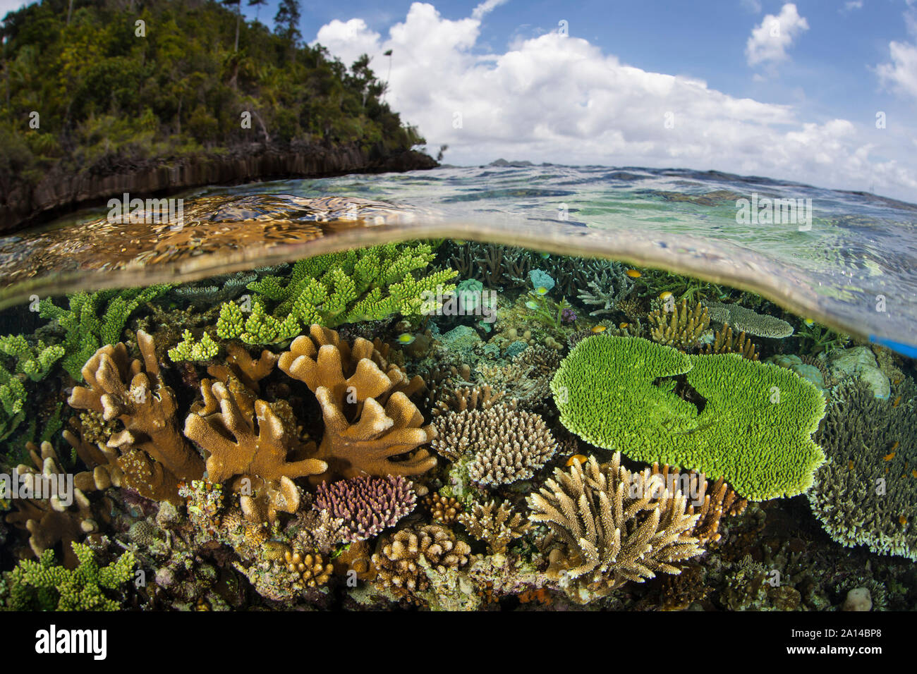 A healthy and colorful coral reef, Raja Ampat, Indonesia Stock Photo