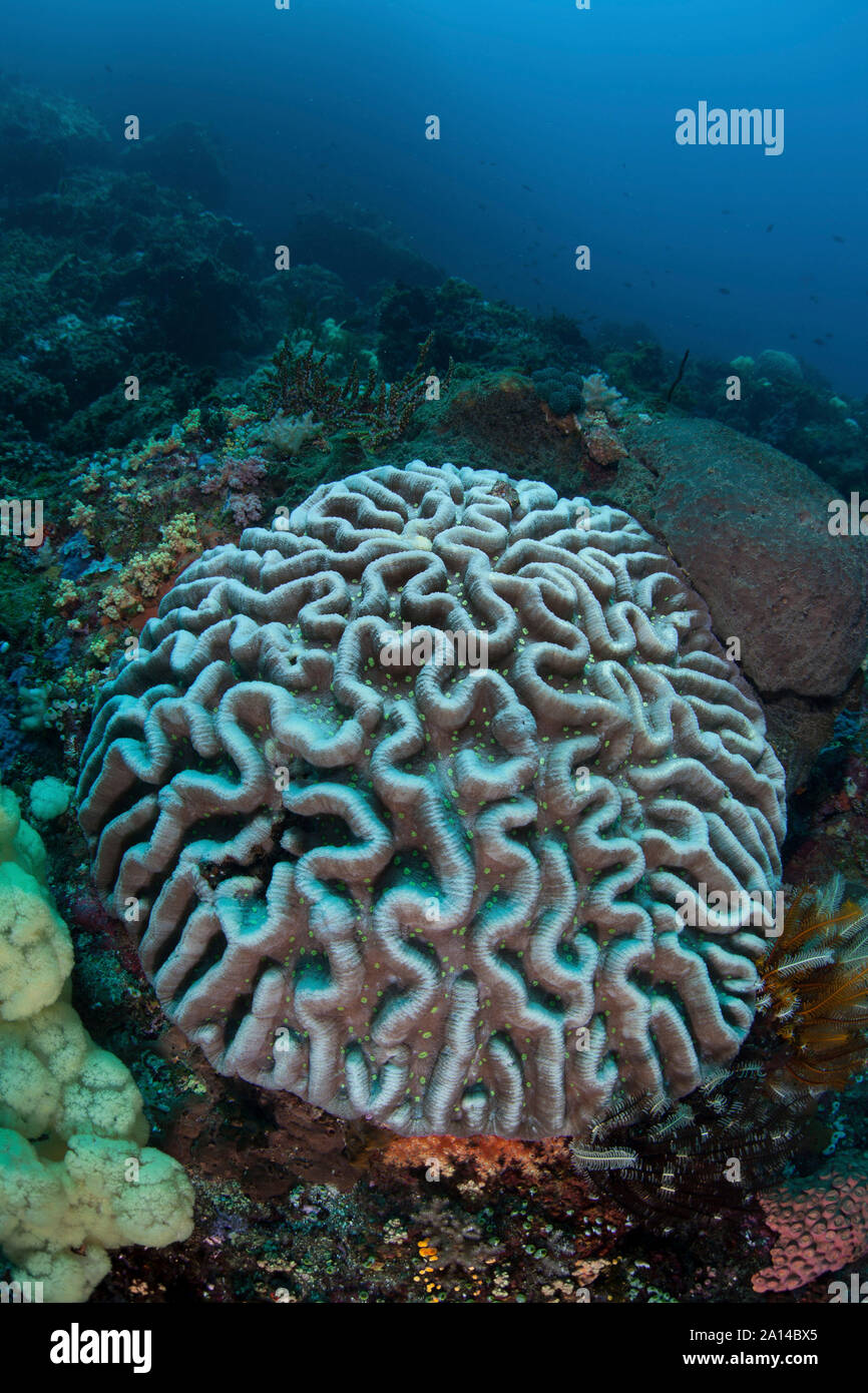 Stony coral on a reef in Sulawesi, Indonesia. Stock Photo