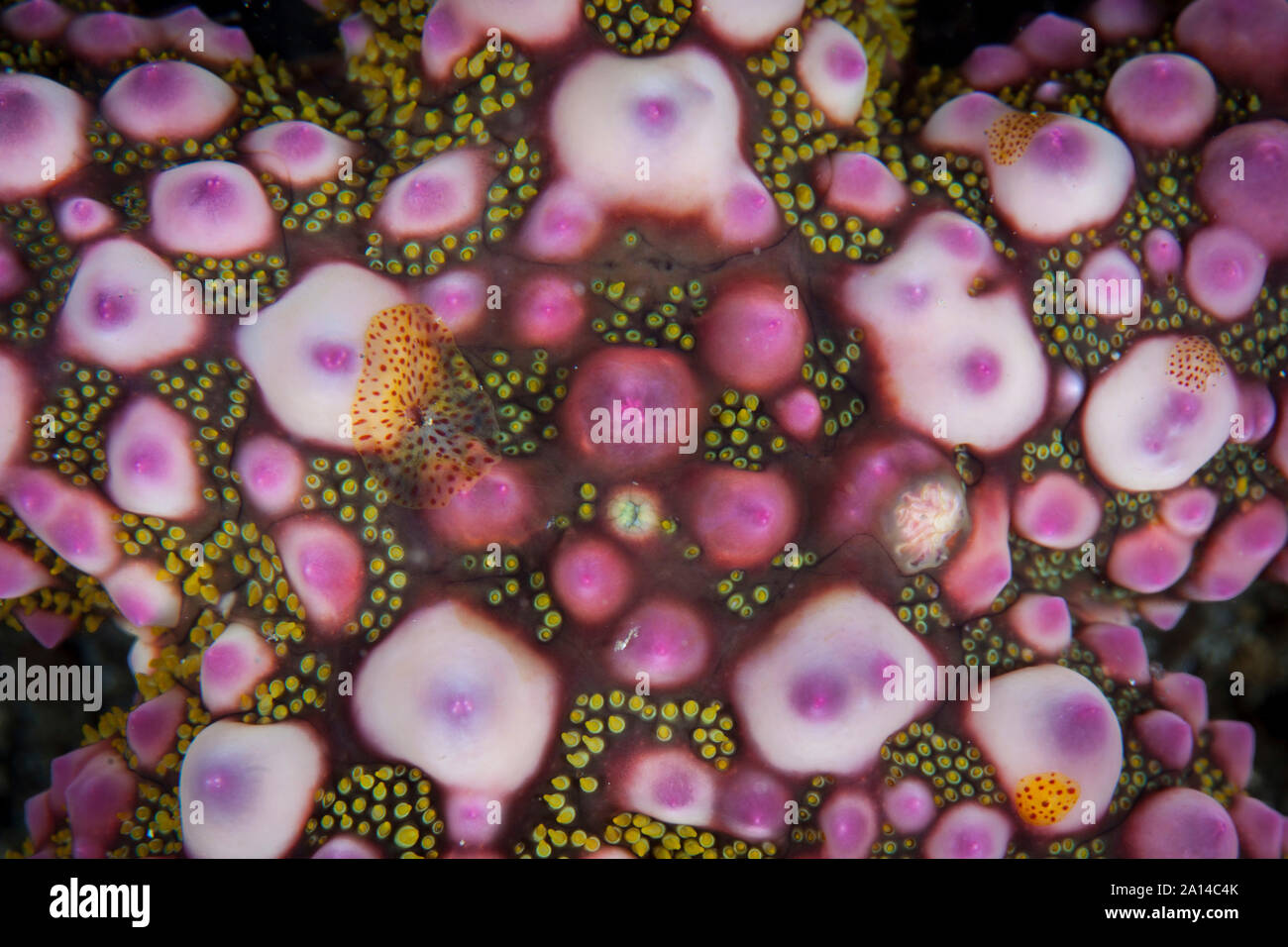 Detail of a warty sea star, Echinaster callosus, in Lembeh Strait, Indonesia. Stock Photo