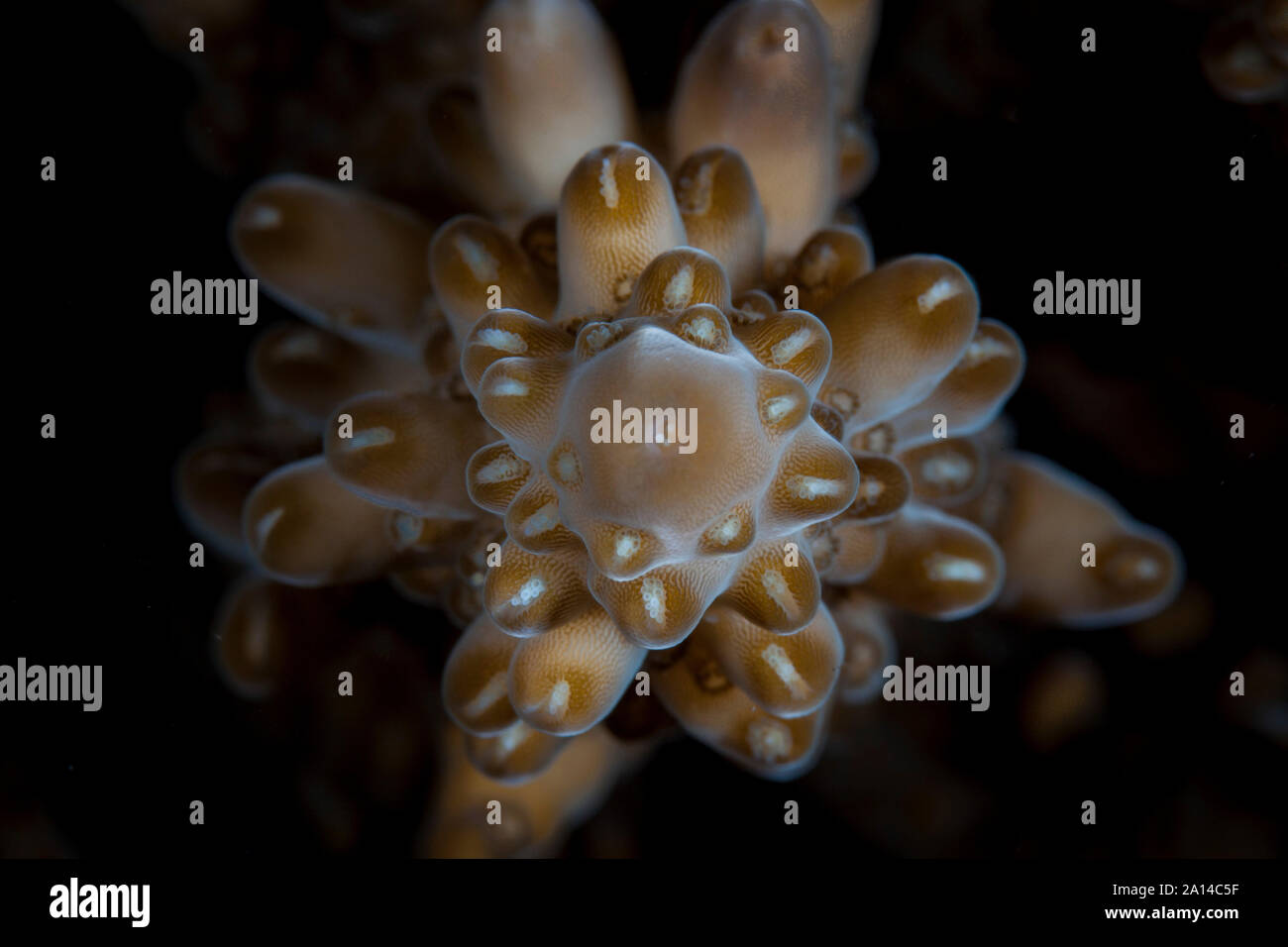 Detail of a staghorn coral colony, Acropora sp. Stock Photo
