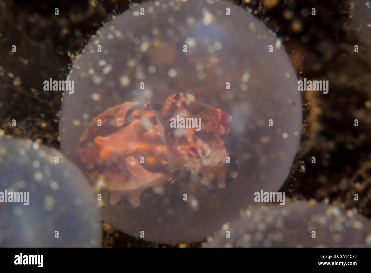 Young cuttlefish hi-res stock photography and images - Alamy
