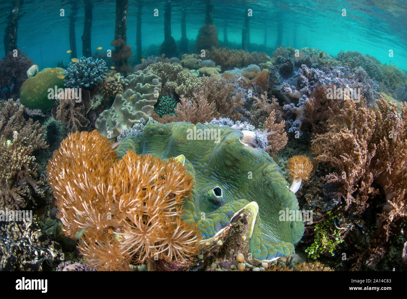 A massive giant clam, Tridacna gigas, grows ona shallow coral reef in ...