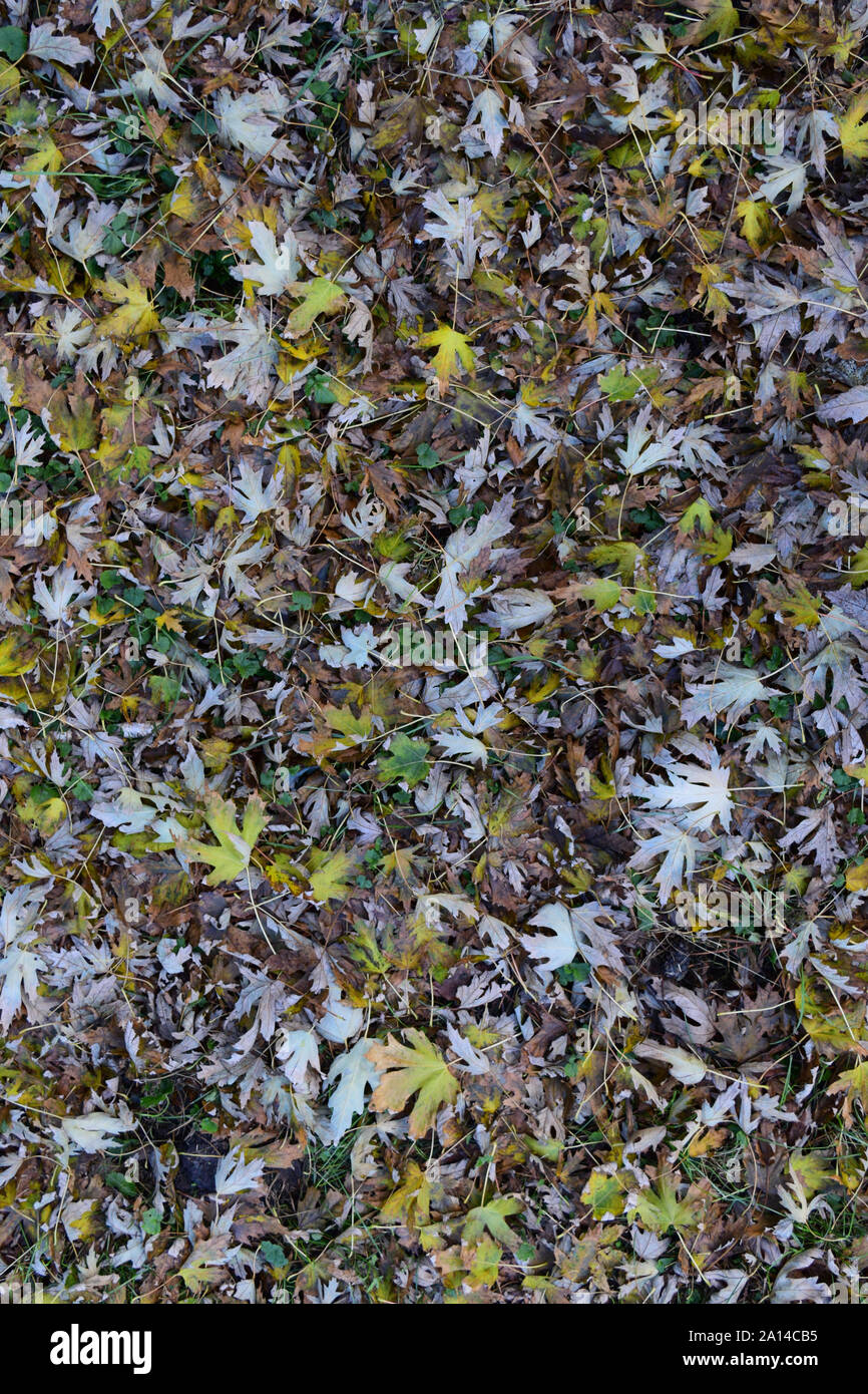 The leaves are yellow on the ground. Autumn leaf fall Stock Photo - Alamy