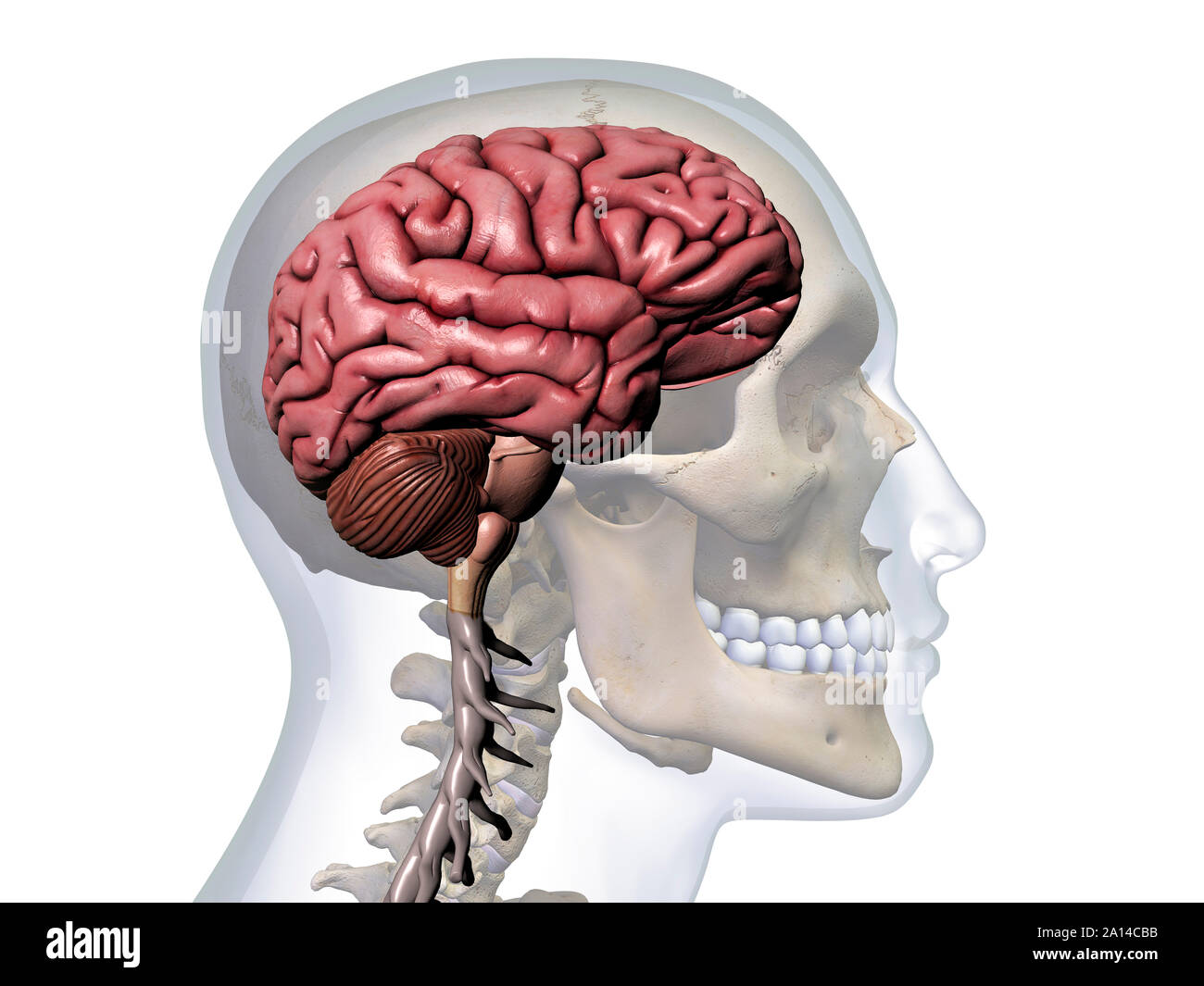 Мозги в черепной коробке. Расположение мозга в черепной коробке. Расположение головного мозга в черепе. Головной мозг человека в черепе.