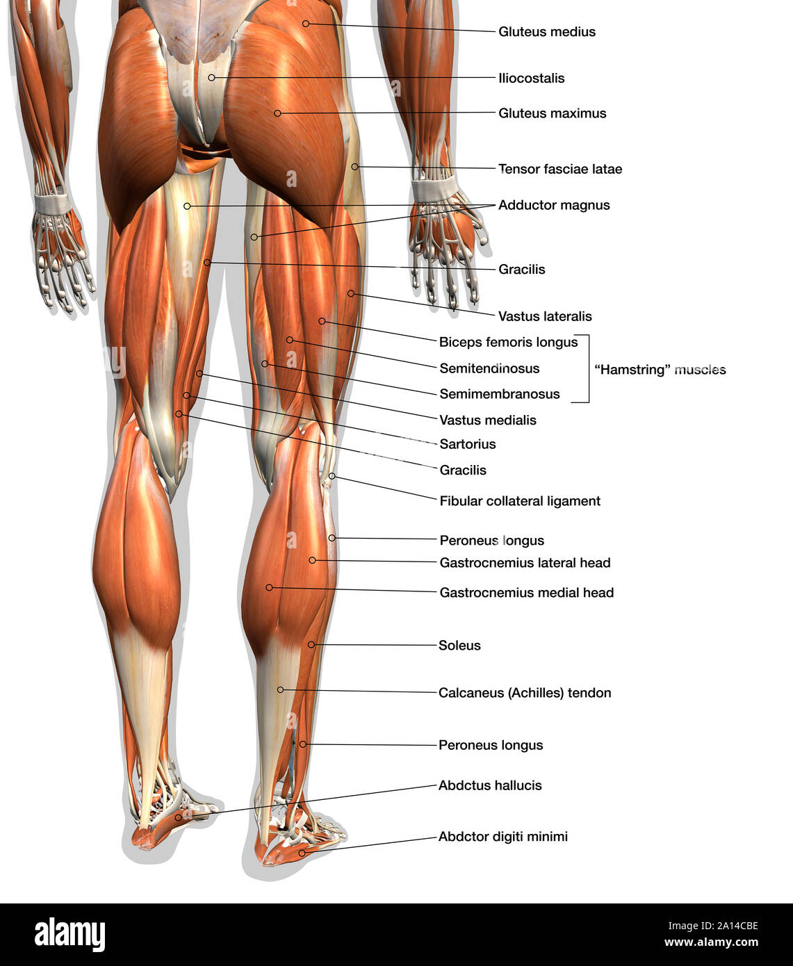 Labeled anatomy chart of male leg muscles, on white background. Stock Photo